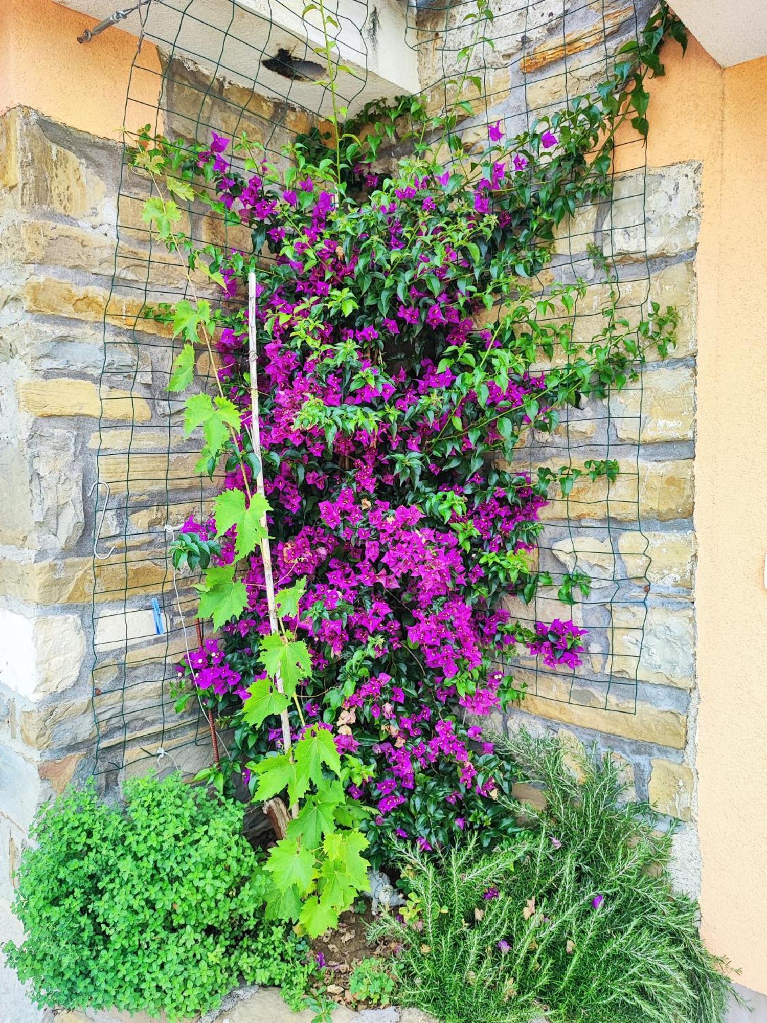 Apartment Wine & Olive Oil Mofardin Κόπερ Εξωτερικό φωτογραφία