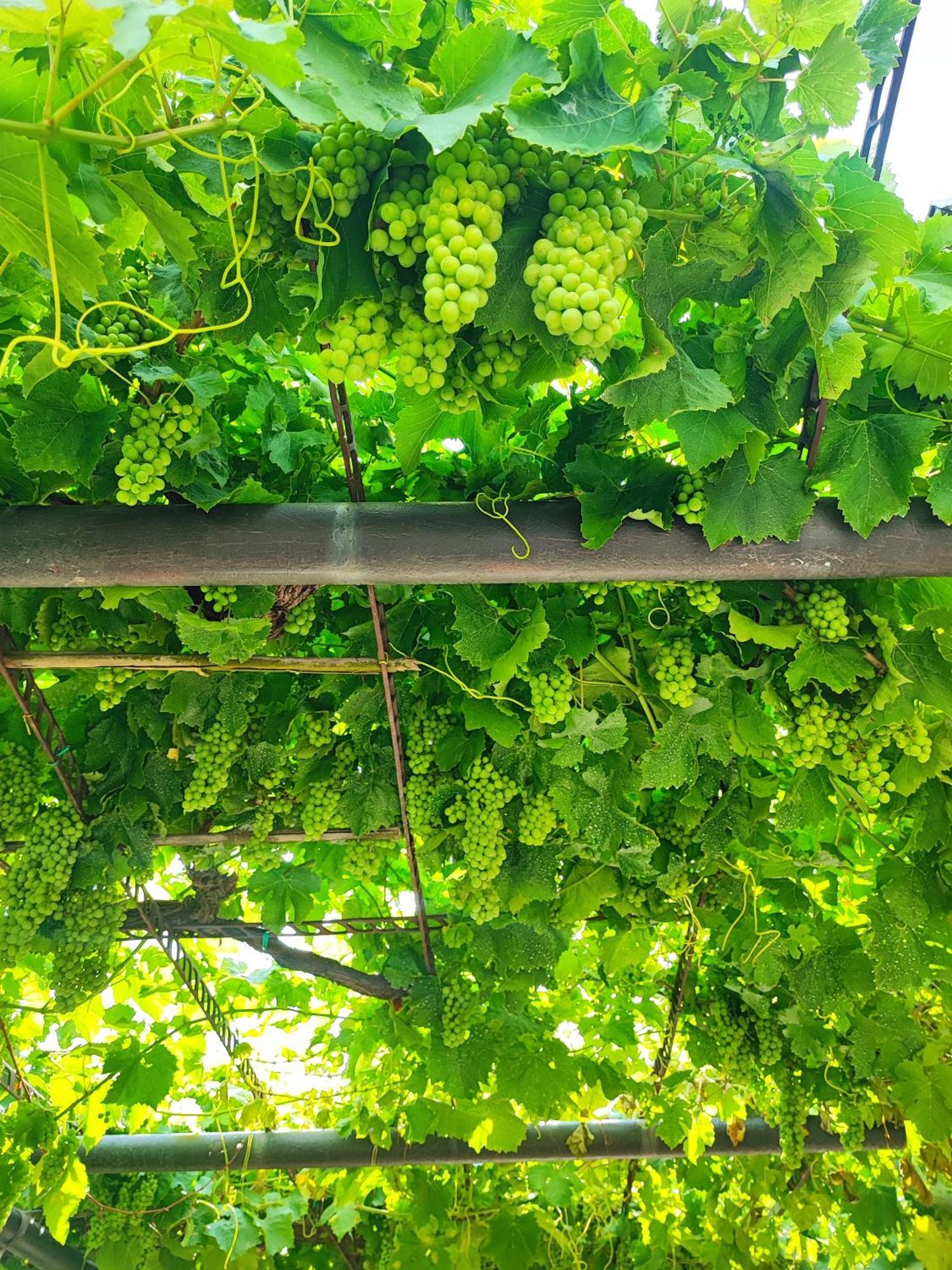 Apartment Wine & Olive Oil Mofardin Κόπερ Εξωτερικό φωτογραφία